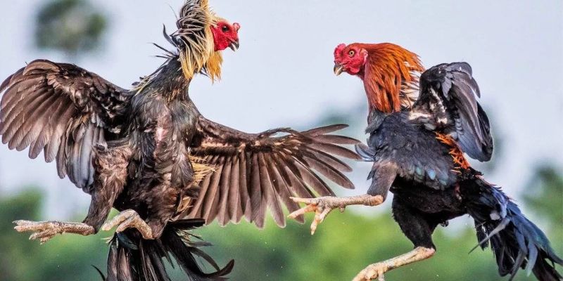 Đây là một cấp bậc thi đấu đá gà hấp dẫn